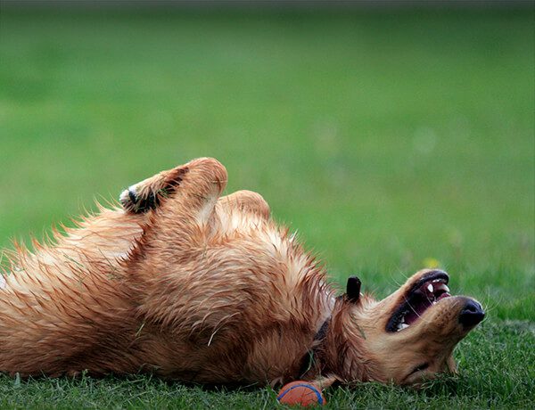 What’s So Great About a Rollover?